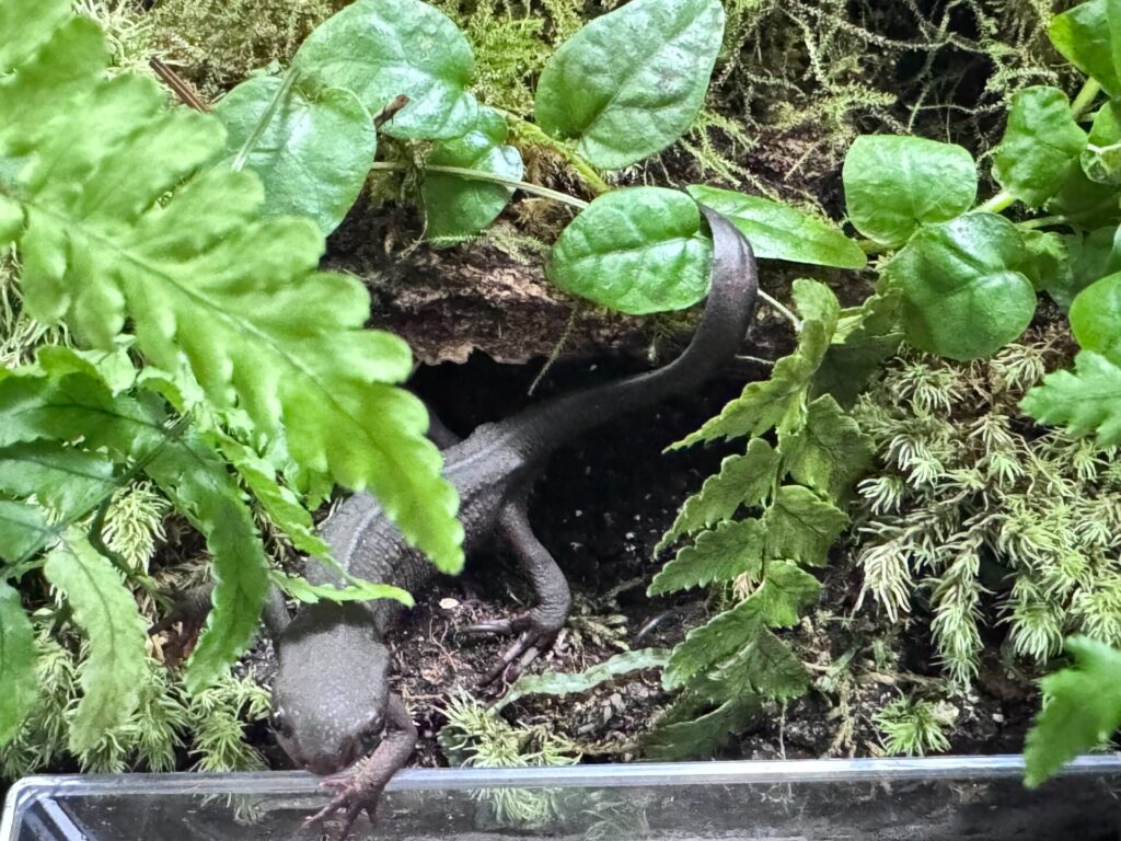 自宅で飼育しているアカハライモリ