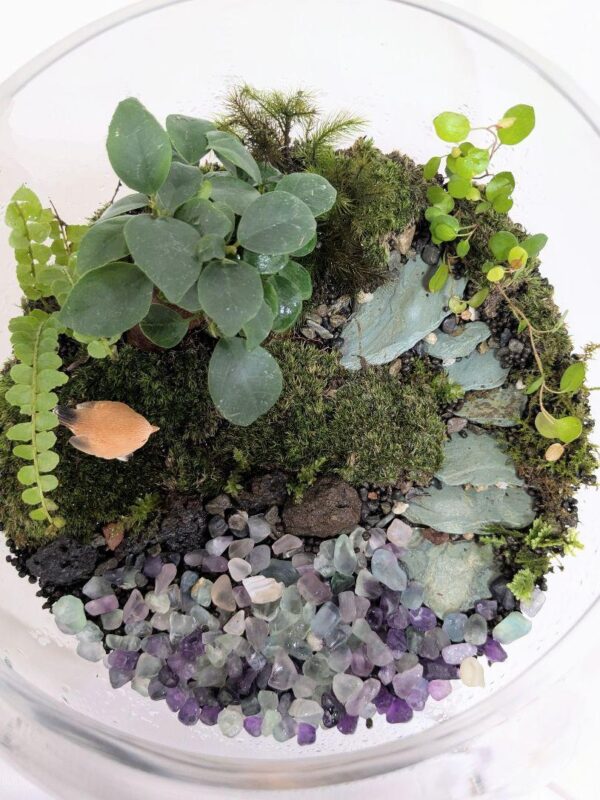 【初心者でも育てやすい】苔テラリウム《フローライトの泉》｜天然石×癒しのインテリアグリーン - 画像 (7)
