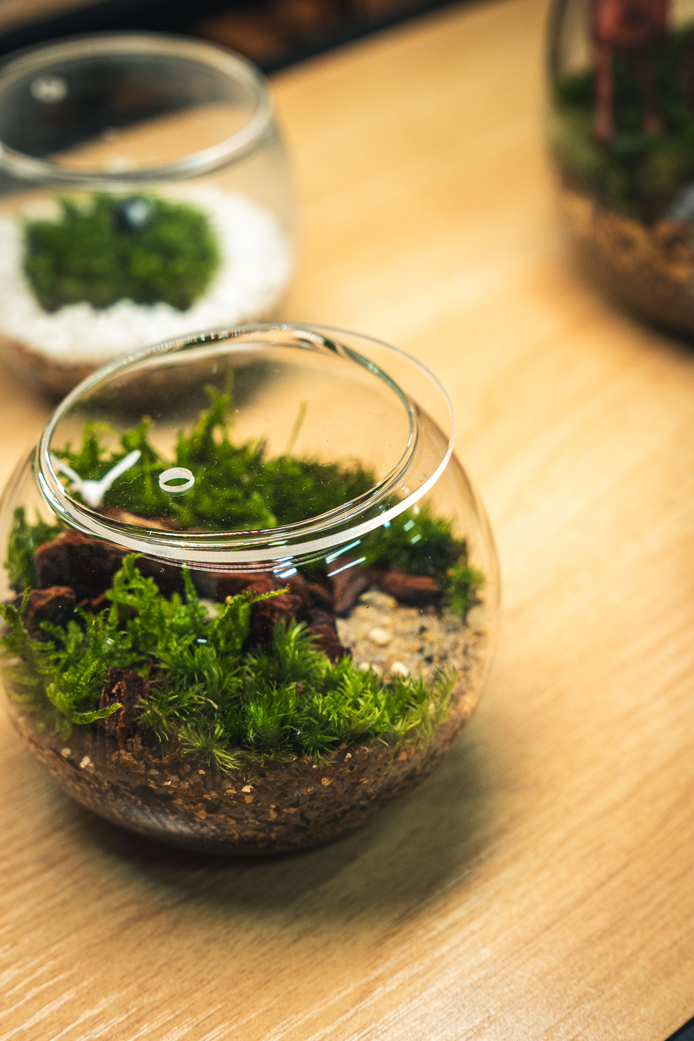 苔テラリウムはメンテナンスを行うとより長く楽しめます。