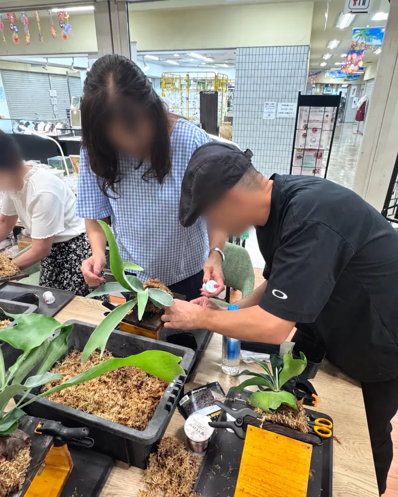 神戸のビカクシダ板付けワークショップの制作風景